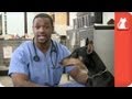 Demonstration on How to Pill Your Dog - Ask A Vet