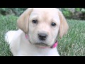 Loveable Labs | The Daily Puppy