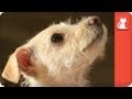 Firefly the abused dog - Tails of Hope