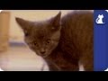 Cats going catnip crazy - The Litter Episode 13 With Khloe Kardashian Odom