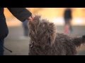 Labradoodle Loves to Run Around | The Daily Puppy