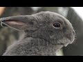 RABBITS - The Rex Rabbit