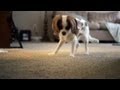 Maybelle Chases the Laser | The Daily Puppy