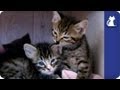 Kittens go nuts at night - The Litter Episode 11 with Khloe Kardashian Odom