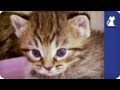 Baby kittens take their first steps - The Litter Episode 2 with Khloe Kardashian Odom