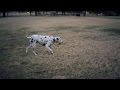 Dalmatian Struts His Stuff | The Daily Puppy