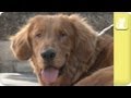 A Blind and Physically Disabled Golden Retriever Searches for a Home - Unadoptables