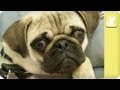 Crippled Pug with Crushed Spine - Unadoptables