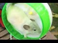 CHINCHILLAS - The physical exercise of our pets