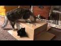 Cats Playing in a Cardboard Box