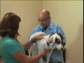 The Importance of a Yearly Physical Exam for your Dog