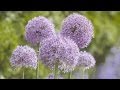 Gardening with Alliums