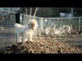 Shih Tzu With Wind in His Hair | The Daily Puppy