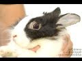 RABBITS - Mating