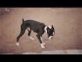 Boxer Plays With a Stick | The Daily Puppy