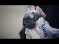 Little Pug Plays With the Big Dogs | The Daily Puppy