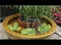 Create Container Water Fountains