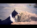 Border Collie Swims Like a Fish | The Daily Puppy