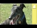 Racing dog forced to retire - Unadoptables