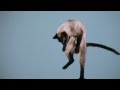 More Raining Cats | Slow Motion Cats Phantom Camera Series