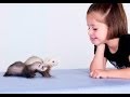 FERRETS - Is the ferret aggresive?