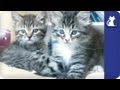 Kittens learn to hunt - The Litter Episode 7 with Khloe Kardashian Odom