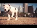 Pit Bull Puppy Likes the Camera | The Daily Puppy