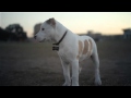 Pit Bull Puppy Wags His Tail | The Daily Puppy