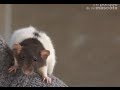 RATS - The food