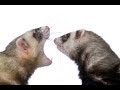 FERRETS - Neutering and gland operations