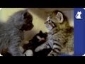Baby kittens want real food - The Litter - Episode 5 with Khloe Kardashian Odom