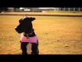 Great Dane With a Pink Vest | The Daily Puppy