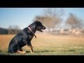 Inseparable Doberman-Labs Play at the Park | The Daily Puppy