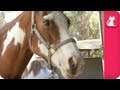 Horse refuses to be saddled - Pet Sense