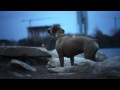 Boxer Mix Goes for an Evening Swim | The Daily Puppy