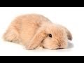 RABBITS - The Belier or mini lop Rabbit