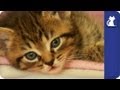 Kittens wonder about the cameras - The Litter Episode 8 with Khloe Kardashian Odom