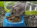 HAMSTERS - Preparing the hamster&#039;s cage