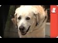 Man gets back independence with Guide Dog - Healing Power of Pets