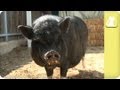 Overlooked, black pig abandoned to streets - Unadoptables