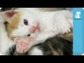 30 Seconds of Newborn Kittens