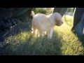 Two Young Pups Enjoy a Beautiful Day | The Daily Puppy