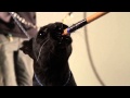 Cats in Slow Motion: Behind the Scenes | Slow Motion Cats Phantom Camera Series