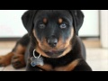 Rambunctious Rottweilers | The Daily Puppy