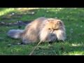 The Worlds Fluffiest Cat | TheCameraLiesBeauty