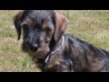 Definitely Doxies | The Daily Puppy