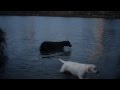 Great Dane Makes Friends of All Sizes | The Daily Puppy