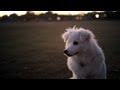 American Eskimo Gets in the Holiday Spirit | The Daily Puppy