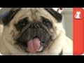 Obese Pugs Relinquished By Owner, Find A New Healthy Home - Tails of Hope