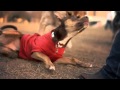 Australian Kelpie With a Red Coat | The Daily Puppy